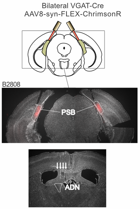 Coherent dynamics of thalamic head-direction neurons irrespective of input