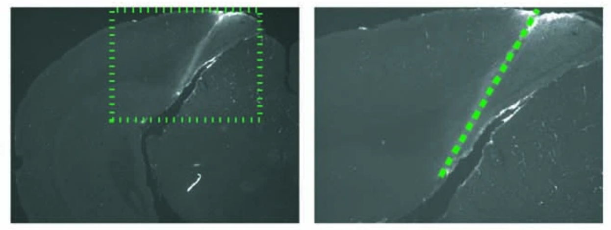 Local origin of excitatory–inhibitory tuning equivalence in a cortical network