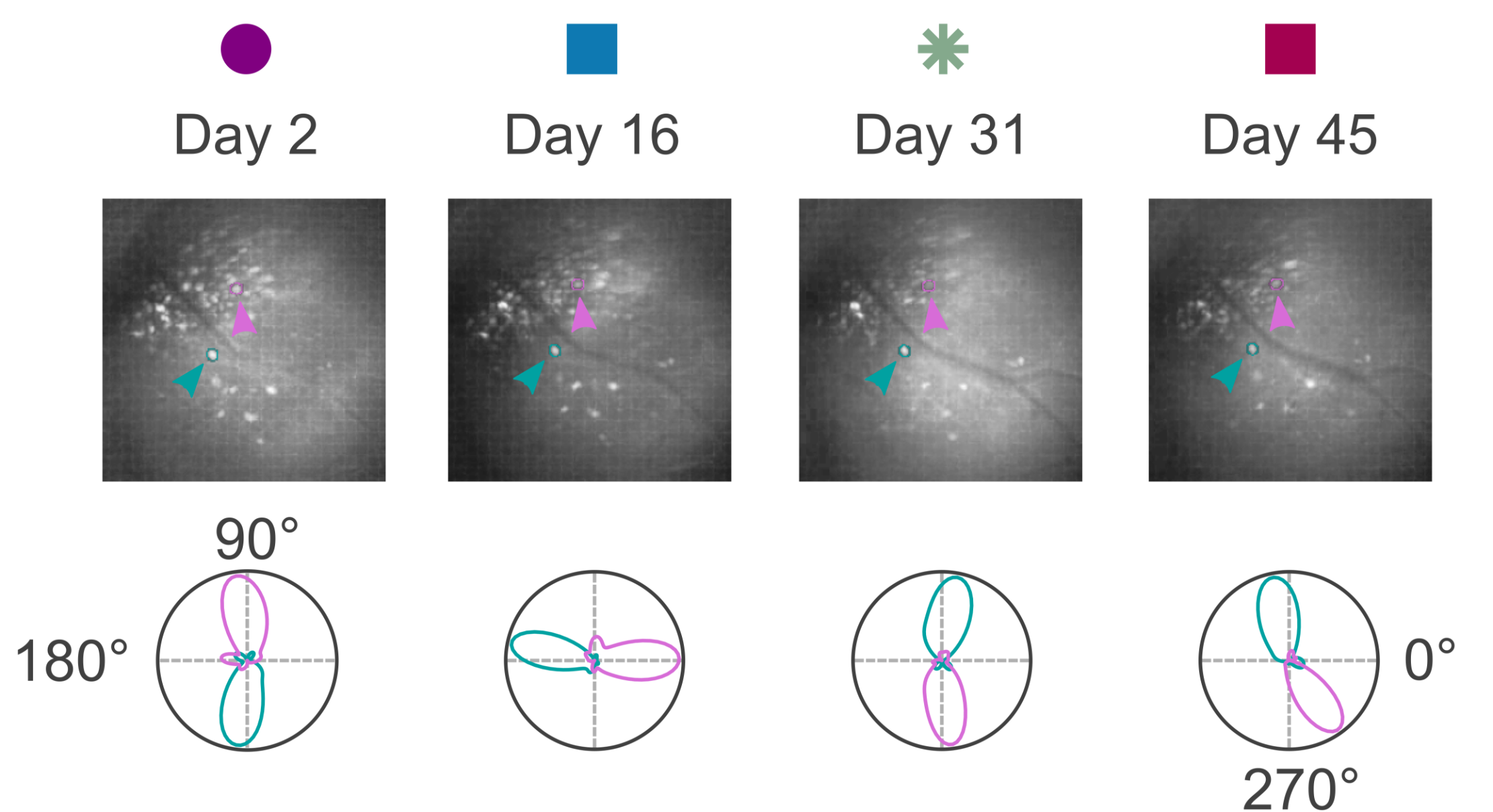 Months-long stability of the head-direction system