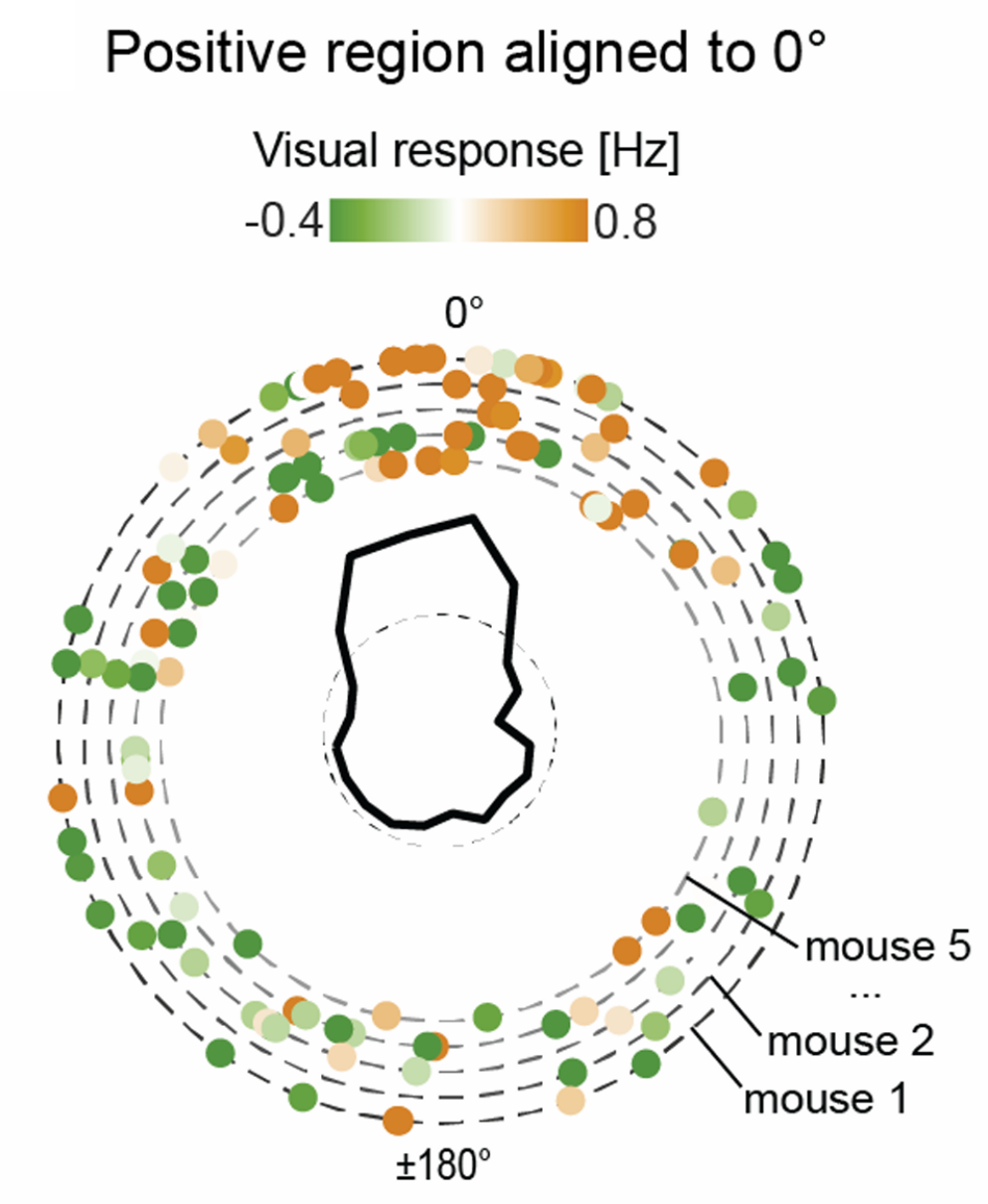 Visual objects refine head direction coding